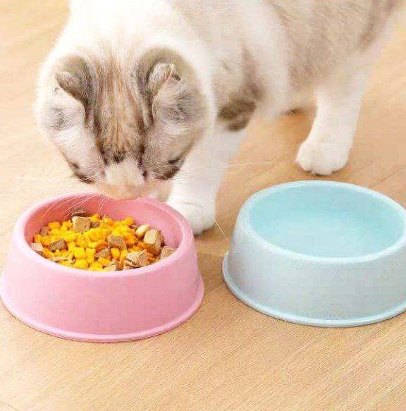 PLATO PEQUEÑO PLASTICO PARA MASCOTA 15X15 - 13.0