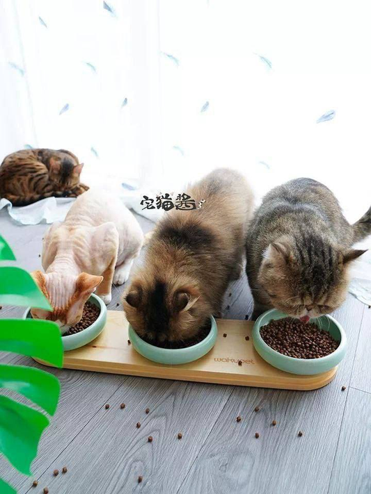 PLATO PEQUEÑO PLASTICO PARA MASCOTA 15X15   -  13.0